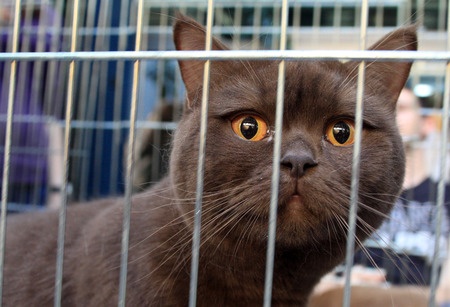 Keeping a caged cat calm