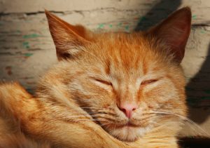 Unraveling The Mystery of Your Cat’s “Slow Blink” 