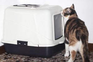 Why Won’t My Cat Use Her Litter Box?