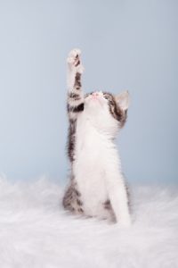 Kitten Reaching
