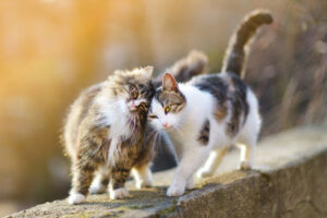 Headbutting Cats