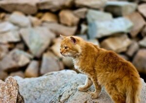 Corsica Cat