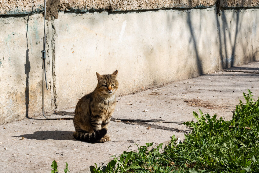 How To Make A Stray Cat Feel Safe